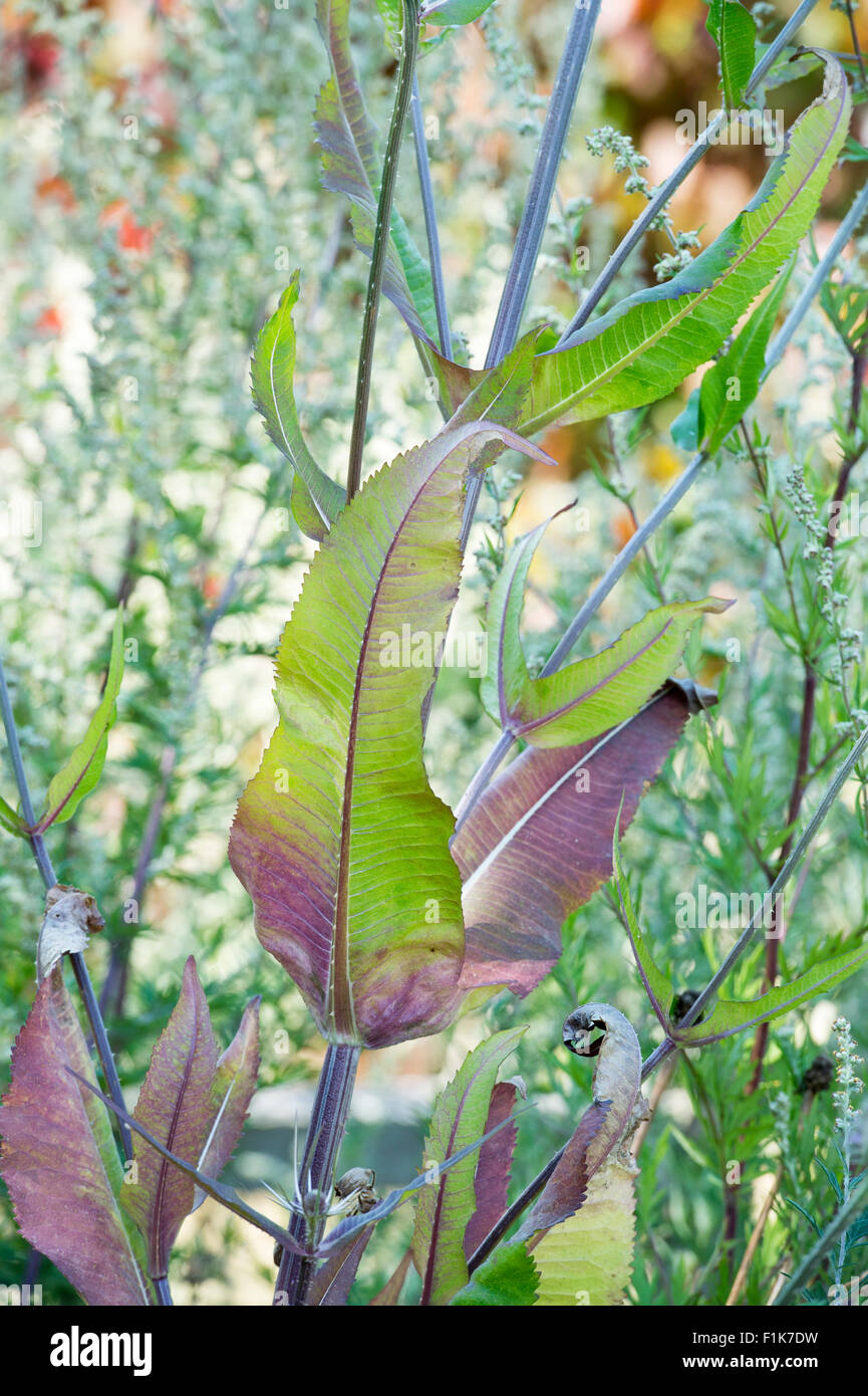 Dipsacus Fullonum. Karde Blätter an der Pflanze Stockfoto