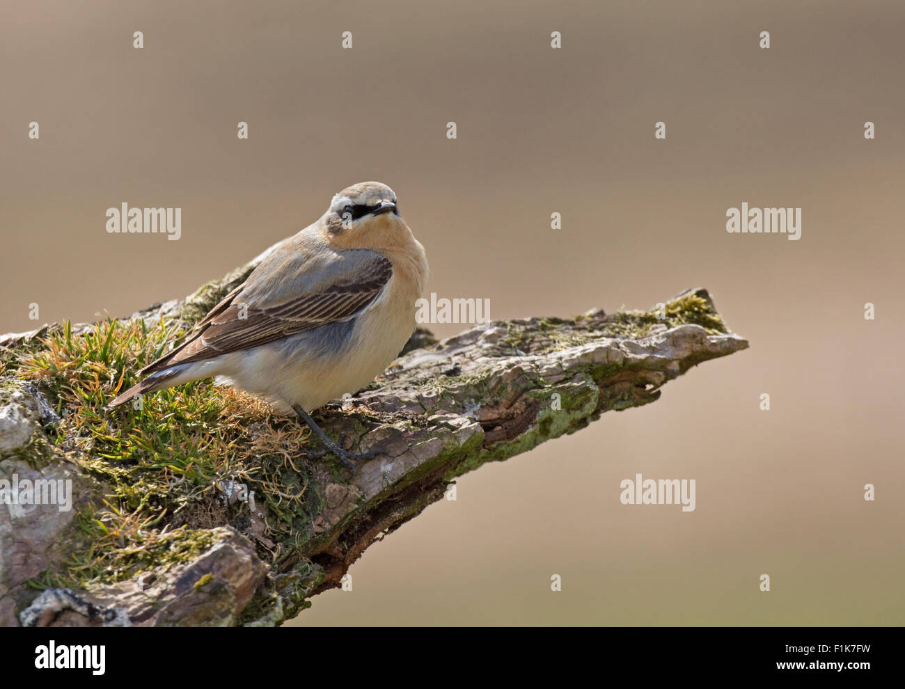 Wetter auf walisischen Moor Stockfoto