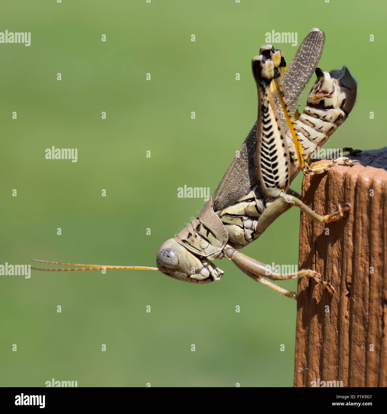 Differenzielle Grasshopper Heuschrecke Insekten Fehler Melanoplus Differentialis pest Stockfoto