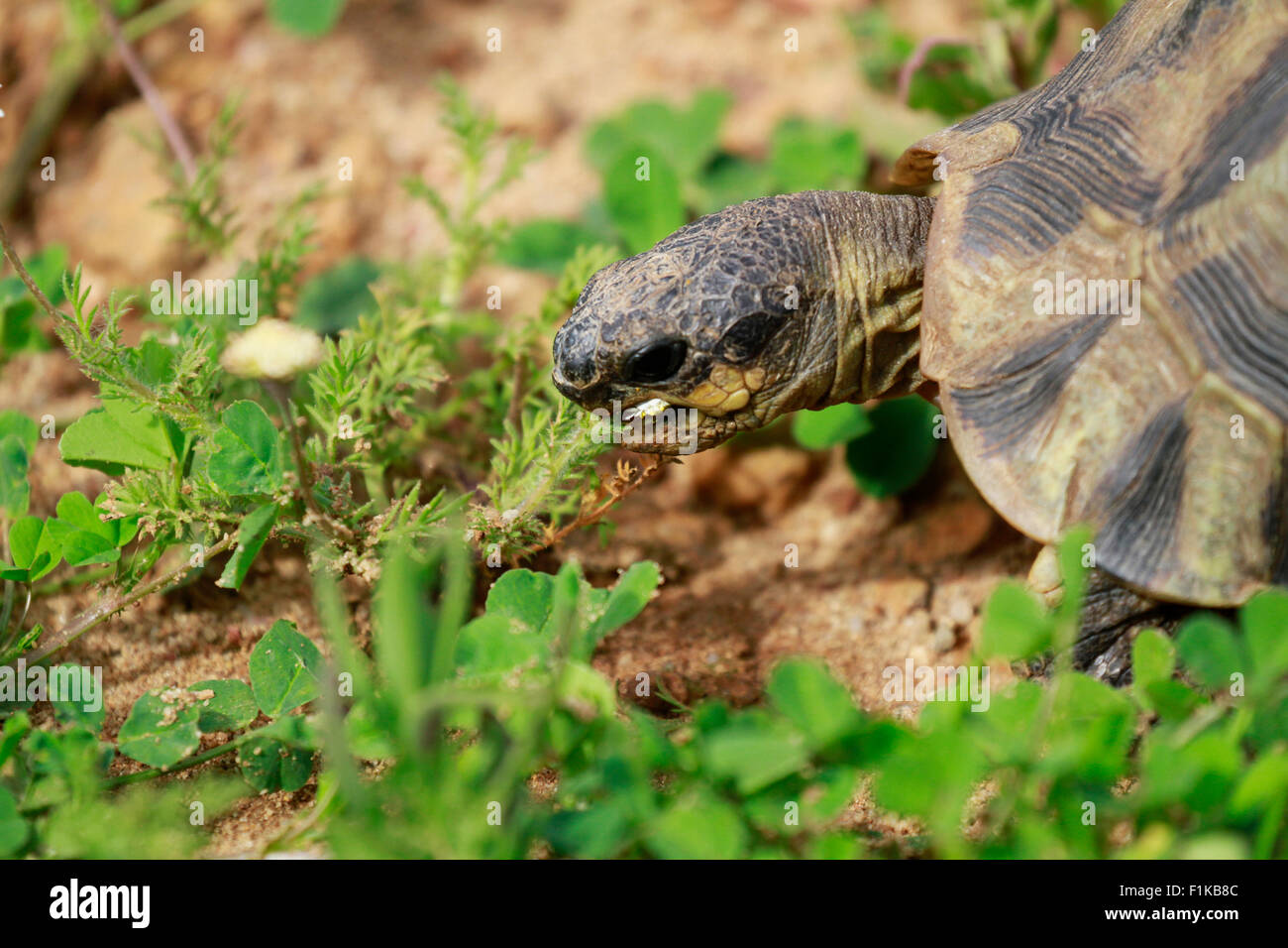 Ein angulate Tortoise (Chersina Angulata) Essen Frühlingsblumen in den West Coast Nationalpark, Langebaan, Südafrika. Stockfoto