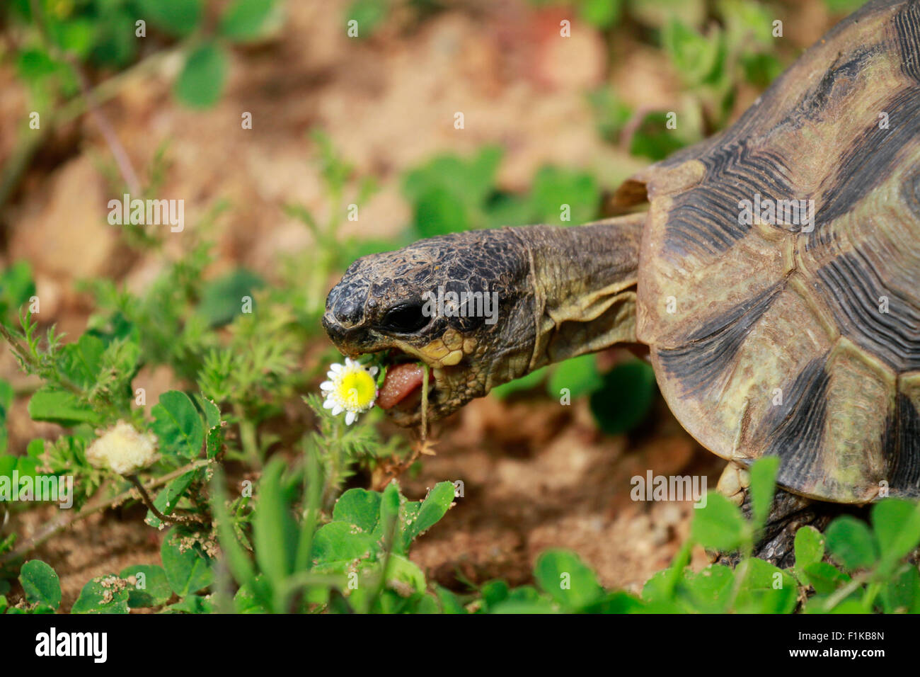 Ein angulate Tortoise (Chersina Angulata) Essen Frühlingsblumen in den West Coast Nationalpark, Langebaan, Südafrika. Stockfoto