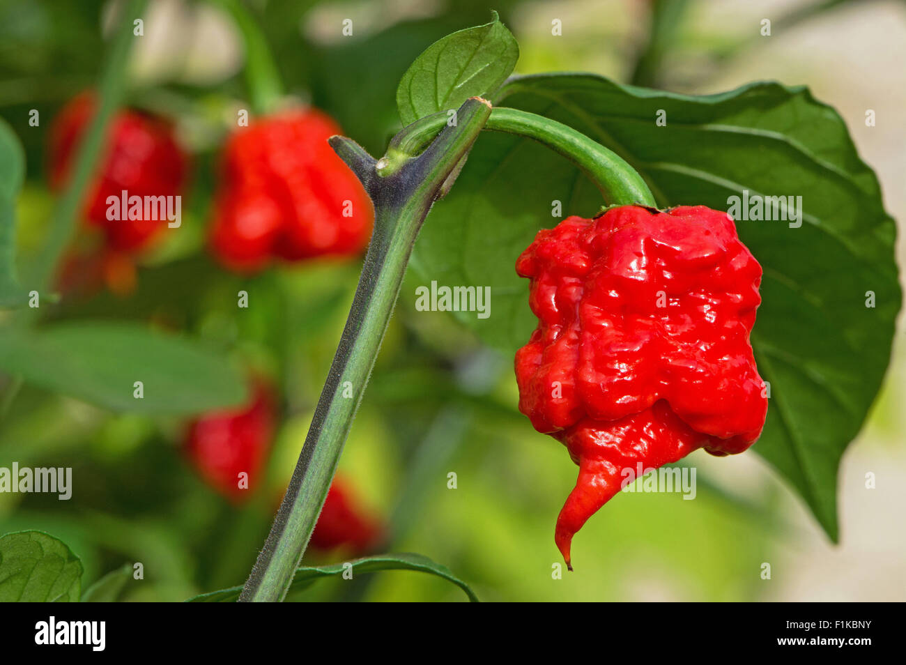 Carolina Reaper-Chili-Pfeffer (Capsicum Chinense), derzeit der weltweit heißesten Chili (2015). Stockfoto