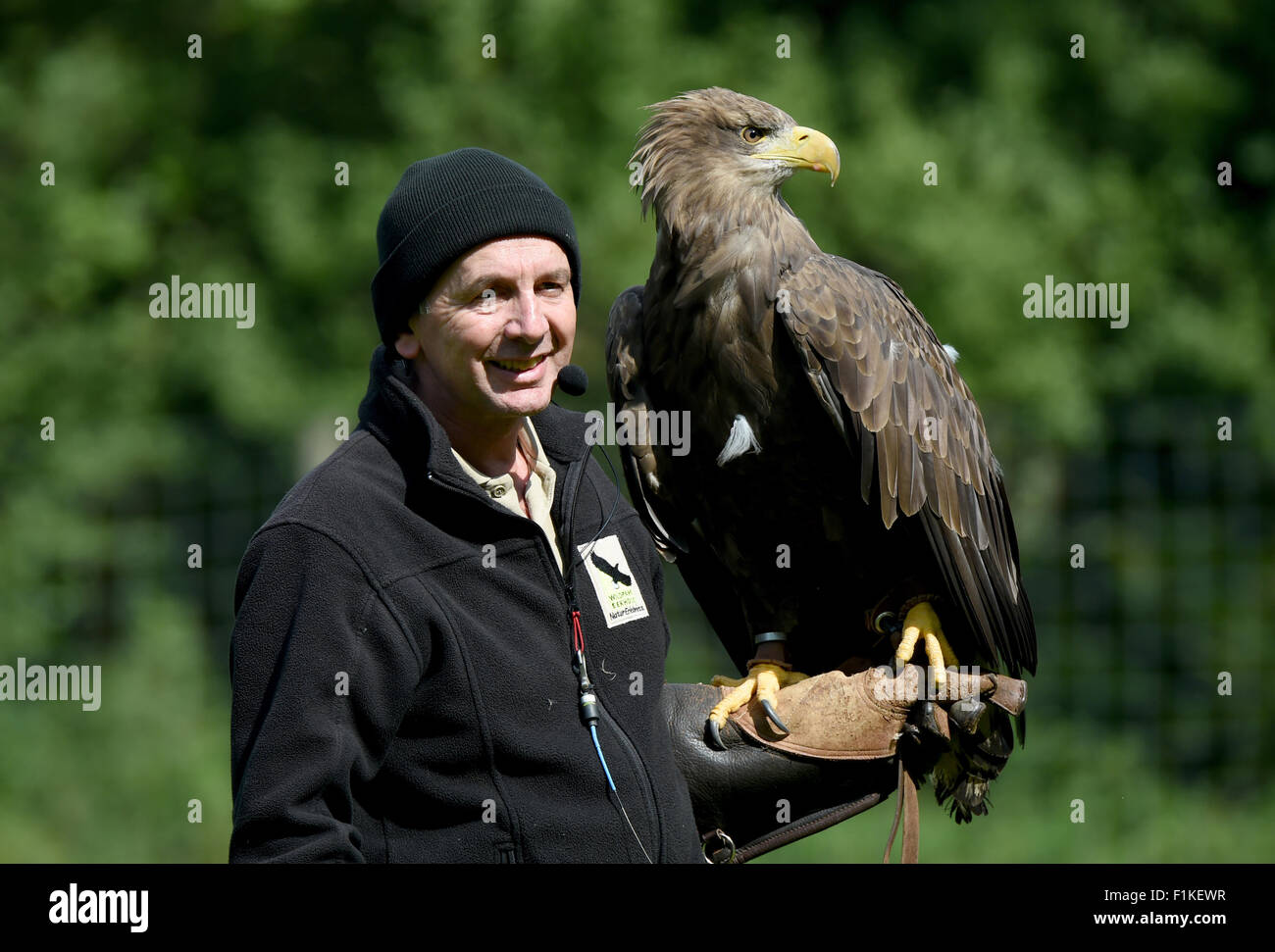 Eekohlt, Deutschland. 26. August 2015. Falkner Axel Imdahl hält Seeadler "Abby" auf seinem Arm während der Vogelschau im Wildpark in Eekohlt, Deutschland, 26. August 2015. Der Vogel zeigen, welche Funktionen Eulen und andere Greifvögel in Eekholt, feiert 30 Jahre bestehen. Foto: Carsten Rehder/Dpa/Alamy Live News Stockfoto