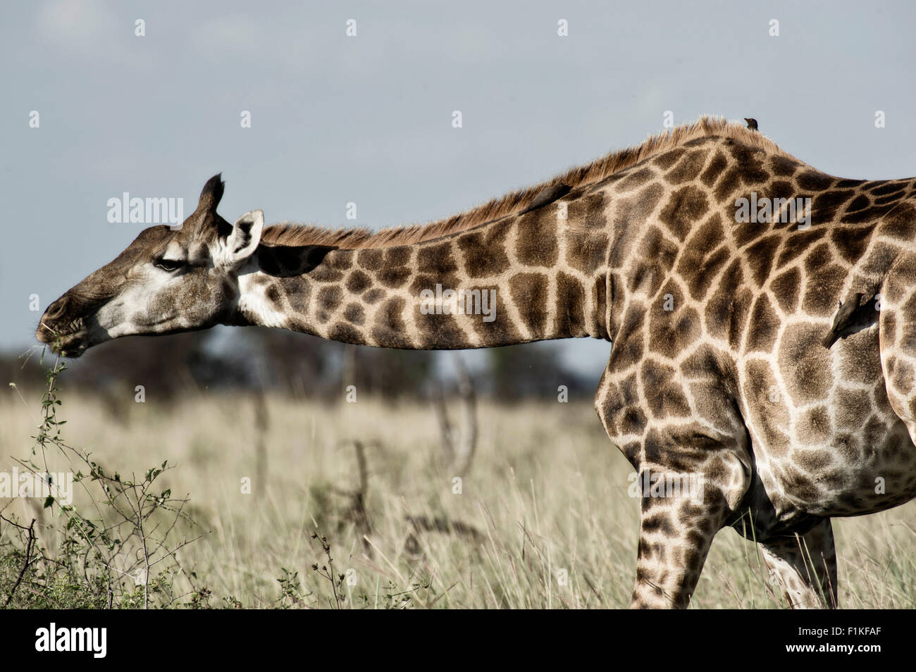 Giraffe Biegen bis zu knabbern auf Bush, Madikwe Game Reserve, North West Province, Südafrika, Stockfoto
