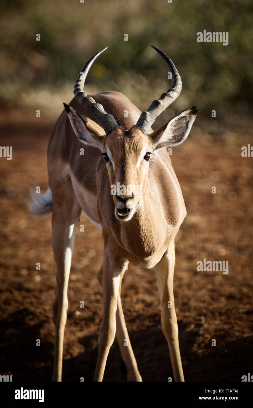 Springbock, Madikwe Wildreservat, North West Province, Südafrika Stockfoto