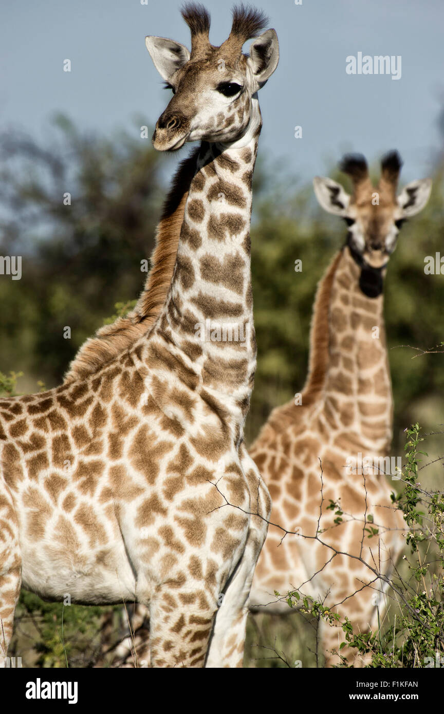 Nahaufnahme der Giraffe, Madikwe Game Reserve, North West Province, Südafrika Stockfoto