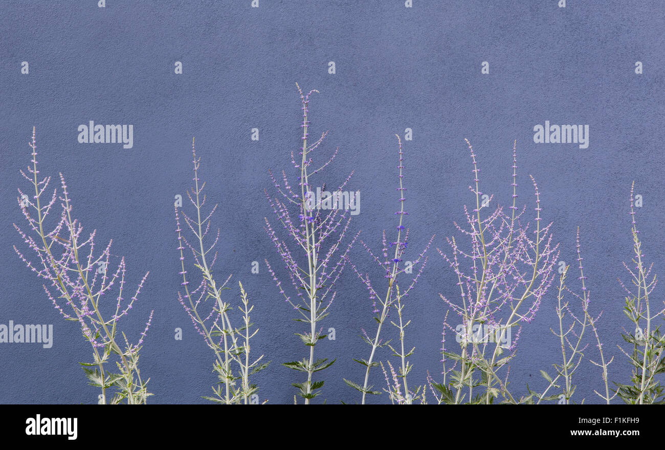 Grau gerenderte Gartenwand mit Perovskia Blue Spire - Russischer Salbei - wächst dagegen lebende Landschaften, Heilender Stadtgarten, Rae Wilkinson Stockfoto