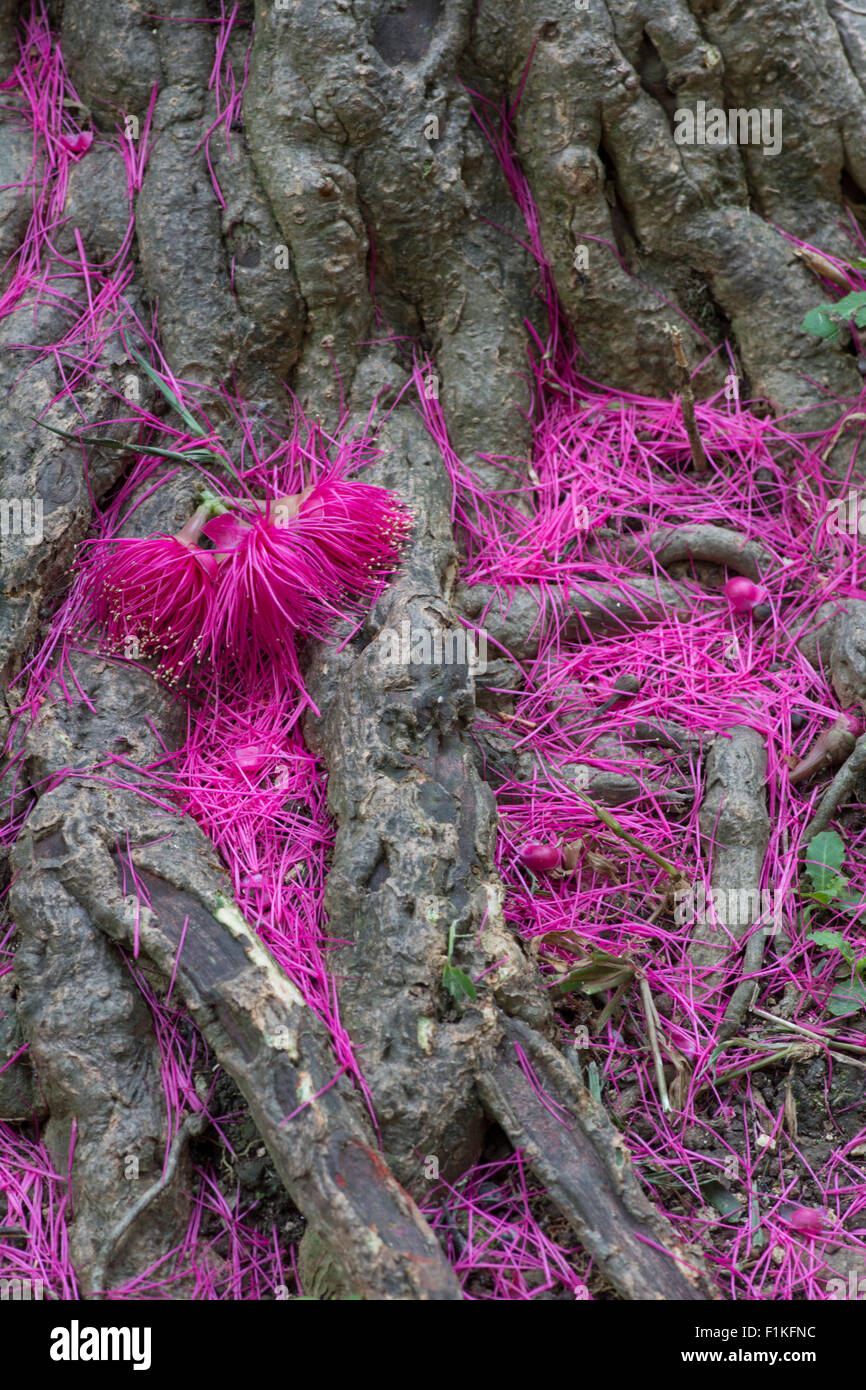 Pomerac: Syzygium Malaccensis. Barbados. Gefallenen Blüten. Stockfoto