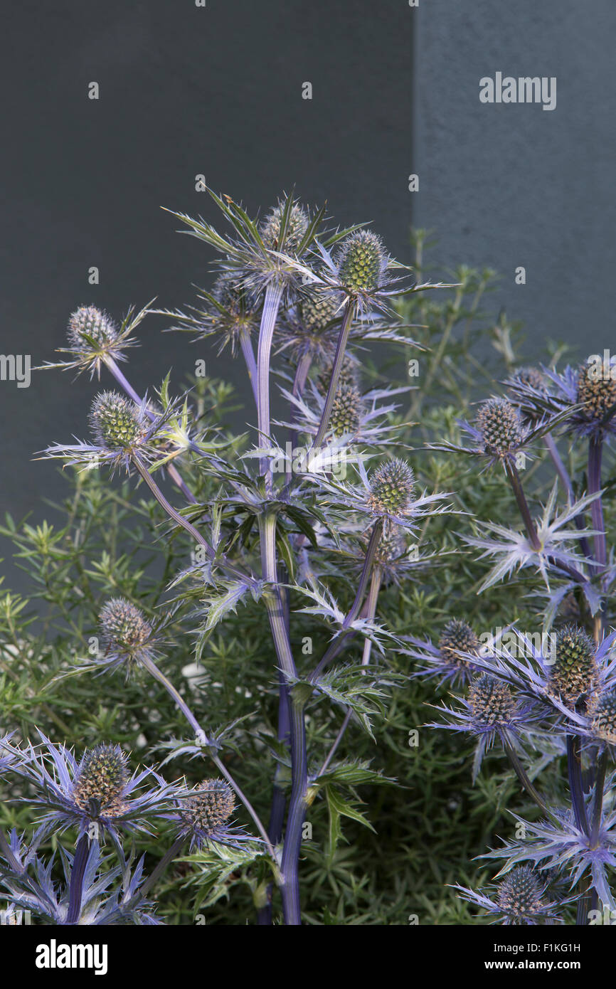 Eryngium Bourgatii Picos blau Healing Stadtgarten, Designer Rae Wilkinson, Sponsor Living Landscapes Stockfoto