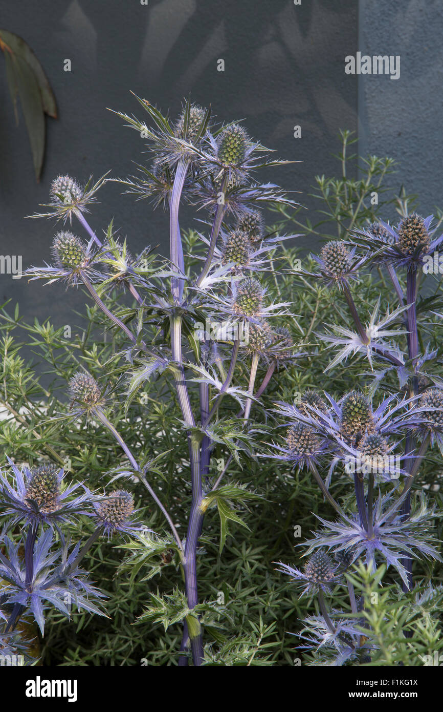 Eryngium Bourgatii Picos blau Healing Stadtgarten, Designer Rae Wilkinson, Sponsor Living Landscapes Stockfoto