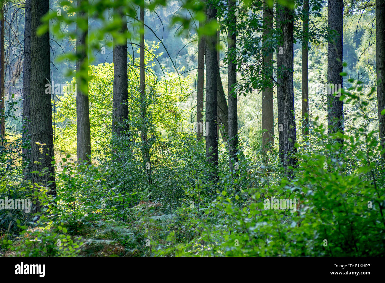 Wild gemischten Fichtenwald in den frühen Morgenstunden Sommersonne Leuchten niedriger Schlesien Polen Stockfoto