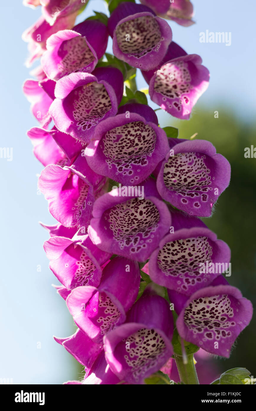 Fingerhut, roter Fingerhut, Roter Fingerhut, Digitalis purpurea Stockfoto