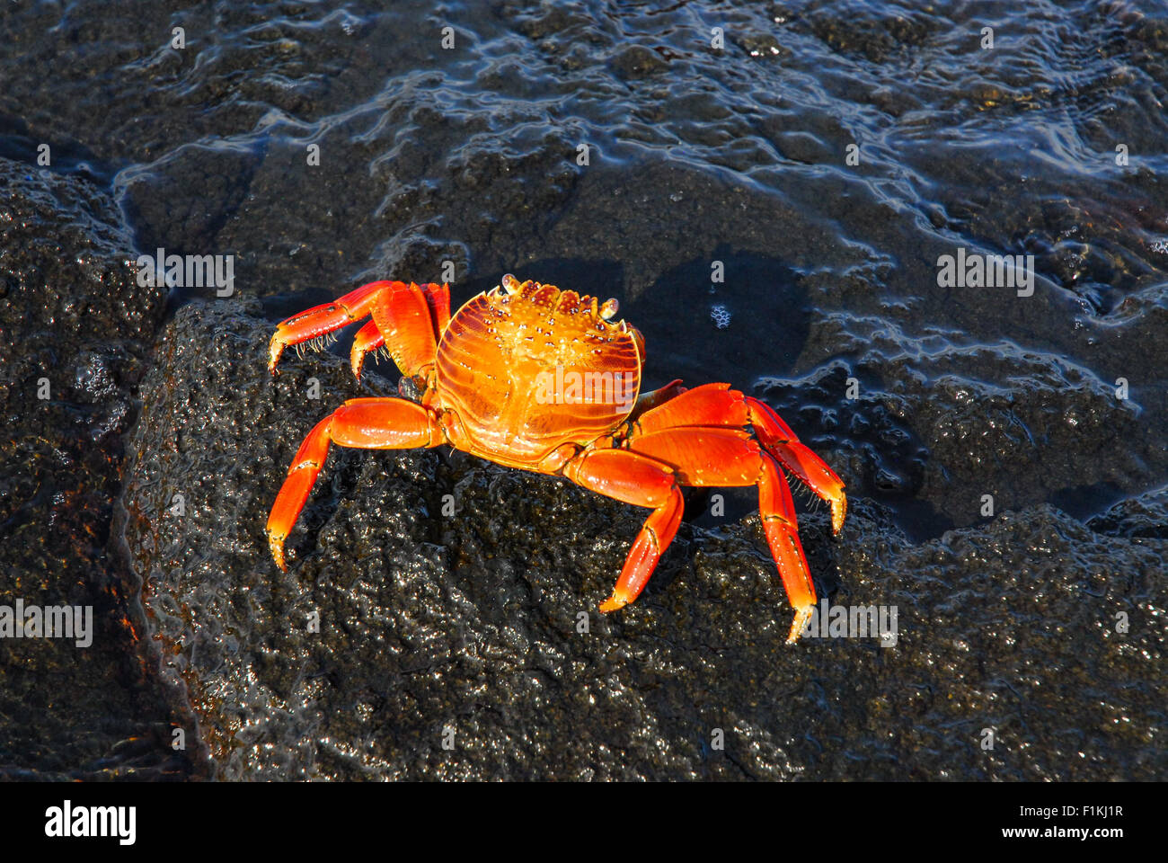 Sally Lightfoot Krabben auf Lava Felsen - Galapagos-Inseln, Ecuador, Südamerika Stockfoto