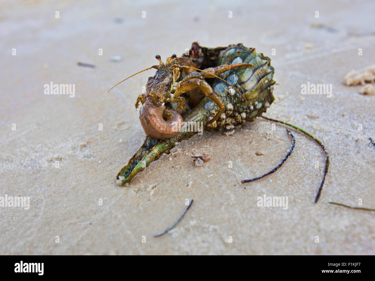 Einsiedlerkrebs, der seinen gesamten Körper aus seiner Schale hat, da es aus einer Schale zum nächsten am Strand bewegte Stockfoto