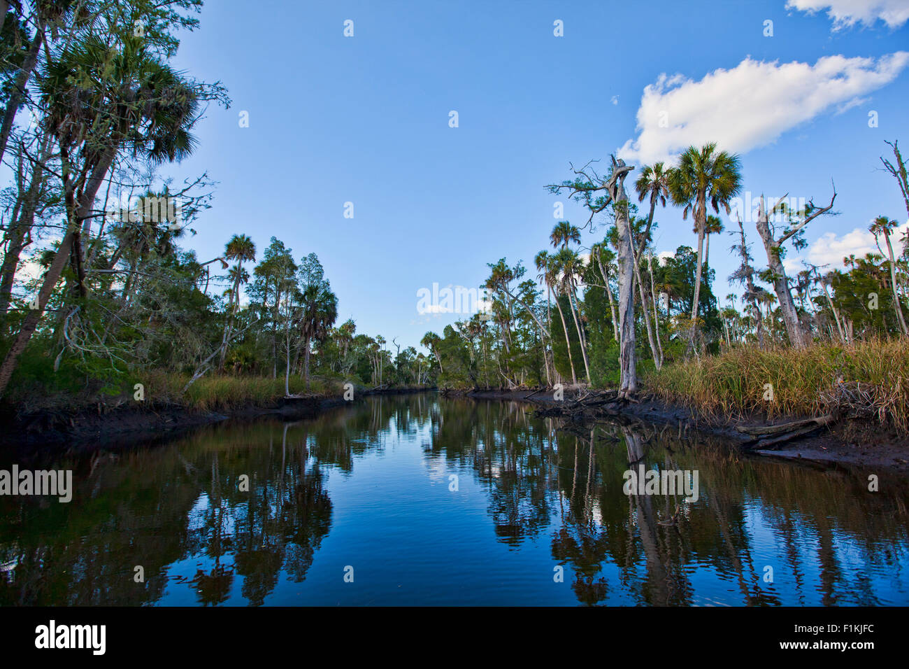 Nachschlagen des Waccasassa-Flusses mit seinen weitläufigen leere, Schlammbänke und Palmen spiegelt sich in dem ruhigen Wasser Stockfoto