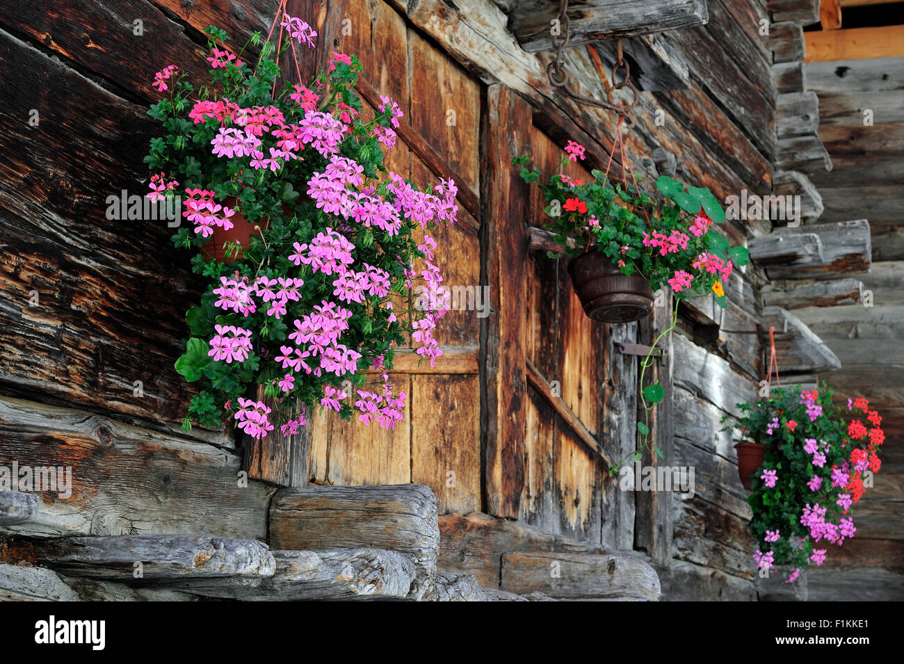 Geranien schmücken traditionelle hölzerne Getreidespeicher / Raccard in alpinen Dorf Grimentz, Valais / Wallis, Schweizer Alpen, Schweiz Stockfoto