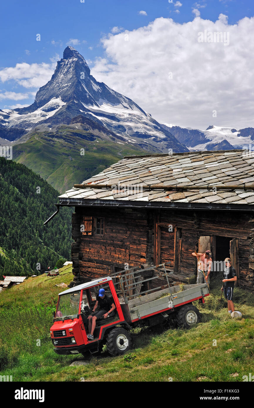 Matterhorn und Bauer mit Reform Muli Lagerung von Heu im Kornhaus / Raccard in der Nähe von Findeln, Valais / Wallis, Schweizer Alpen, Schweiz Stockfoto