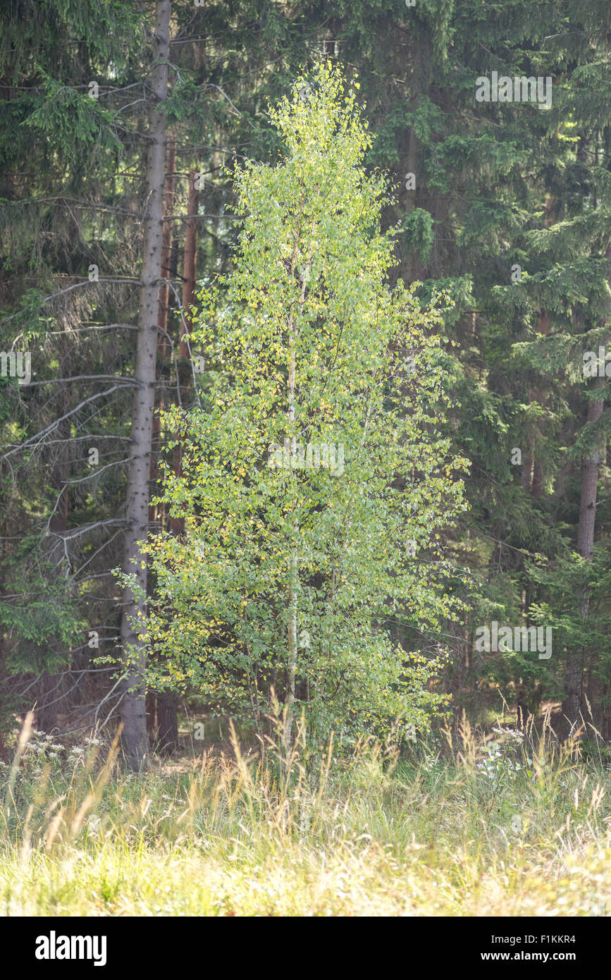 Junge Birke Baum an den Wald Rand Betula veruccosa Stockfoto