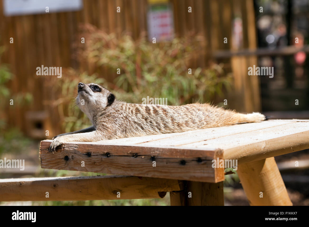 Erdmännchen (Suricata Suricatta) in Wingham Wildlife Park, Kent, England Stockfoto