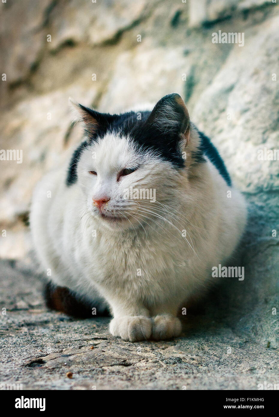 Katze auf dem Boden beobachten Stockfoto