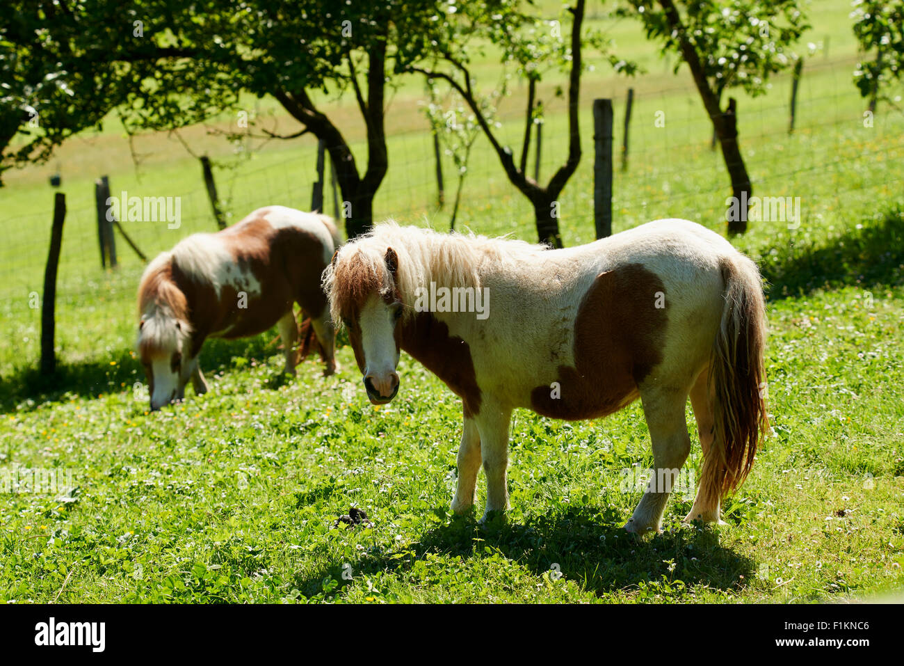 Ponys Weiden Stockfoto