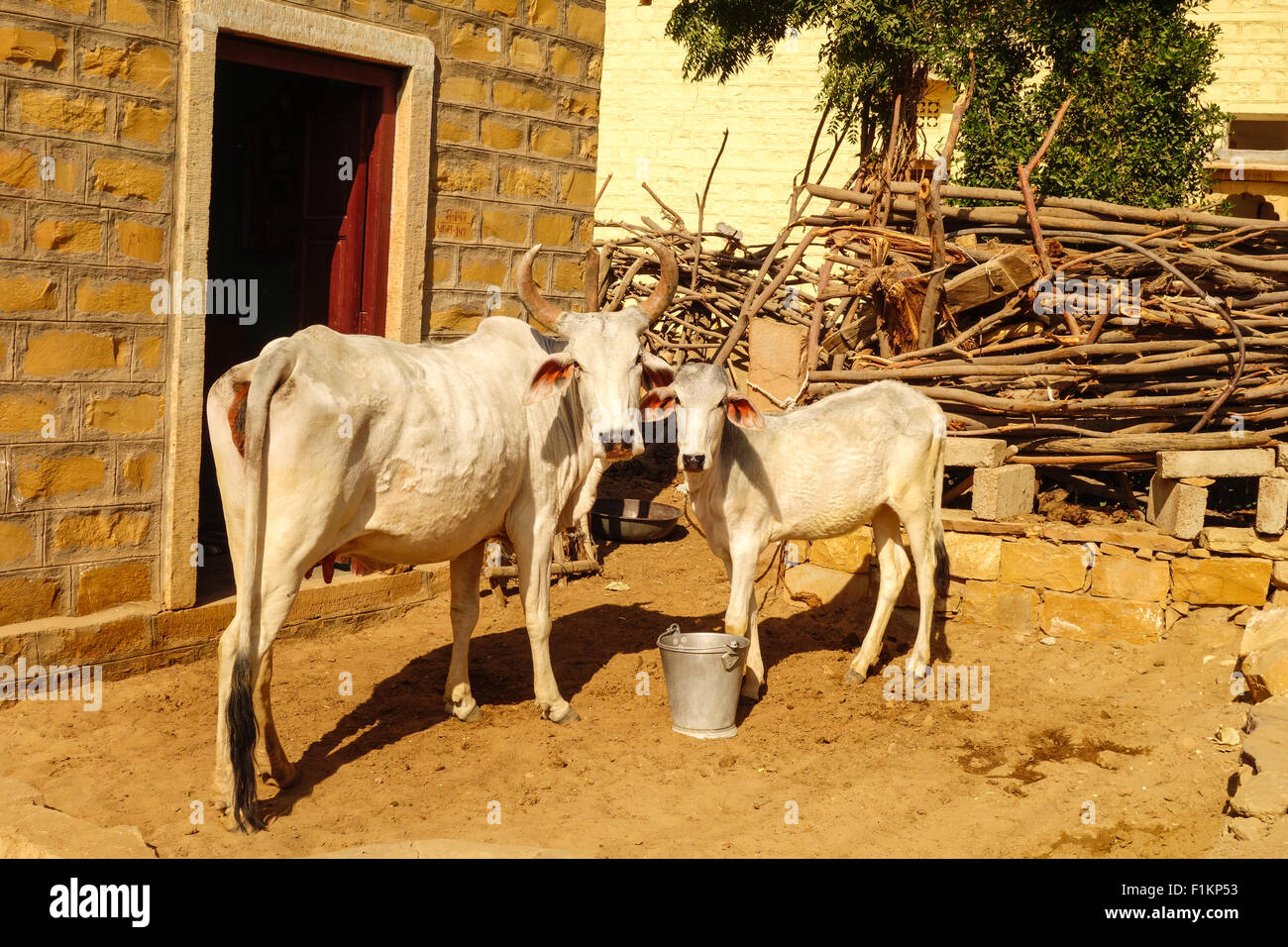 Weiße Mutterkuh und Kalb in Khuri Dorf, Jaisalmer, Indien. Stockfoto