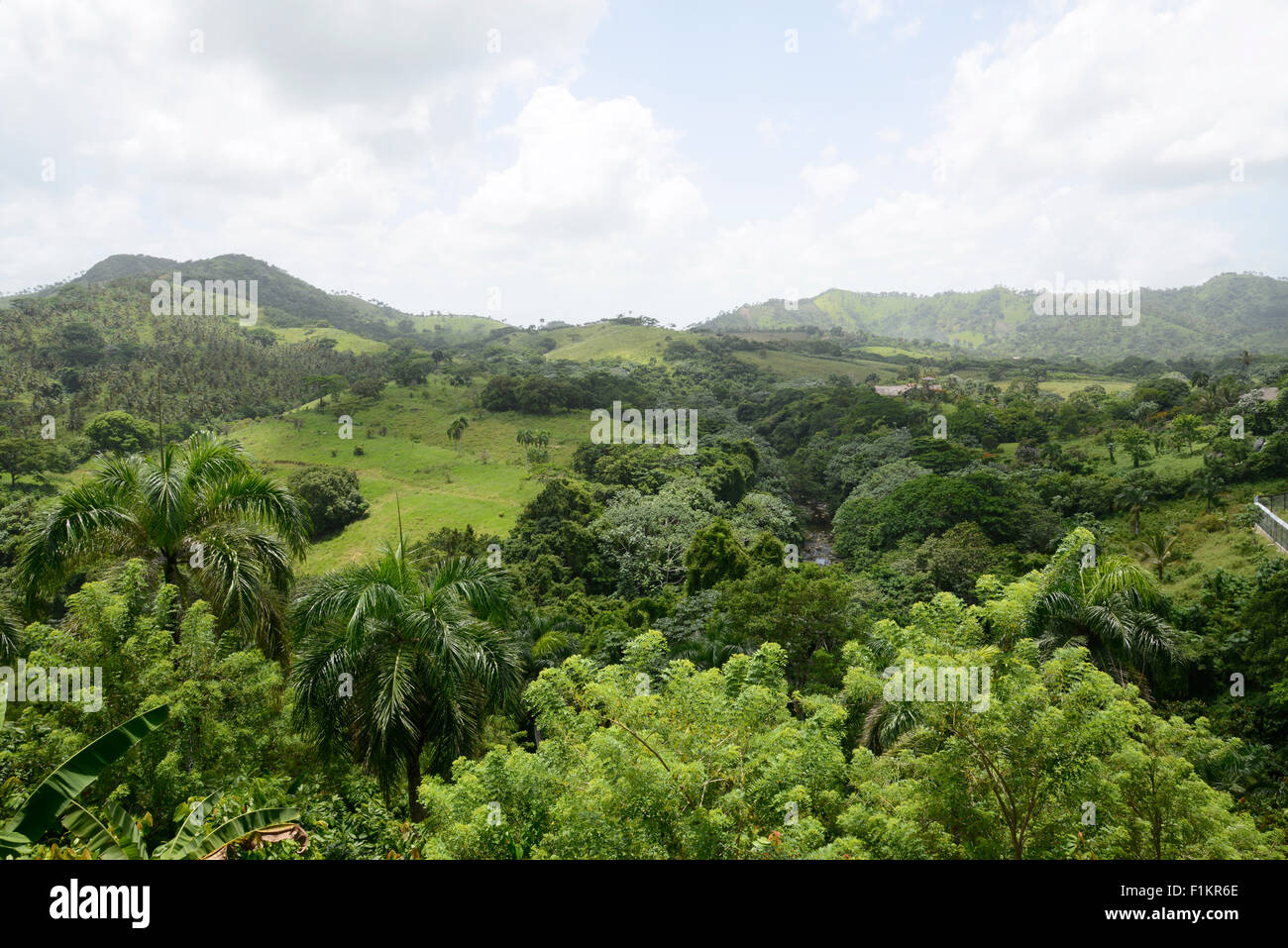 Blick auf die üppige grüne Vegetation und Palmen Bäume wachsen in den Bergen in der Dominikanischen Republik Stockfoto