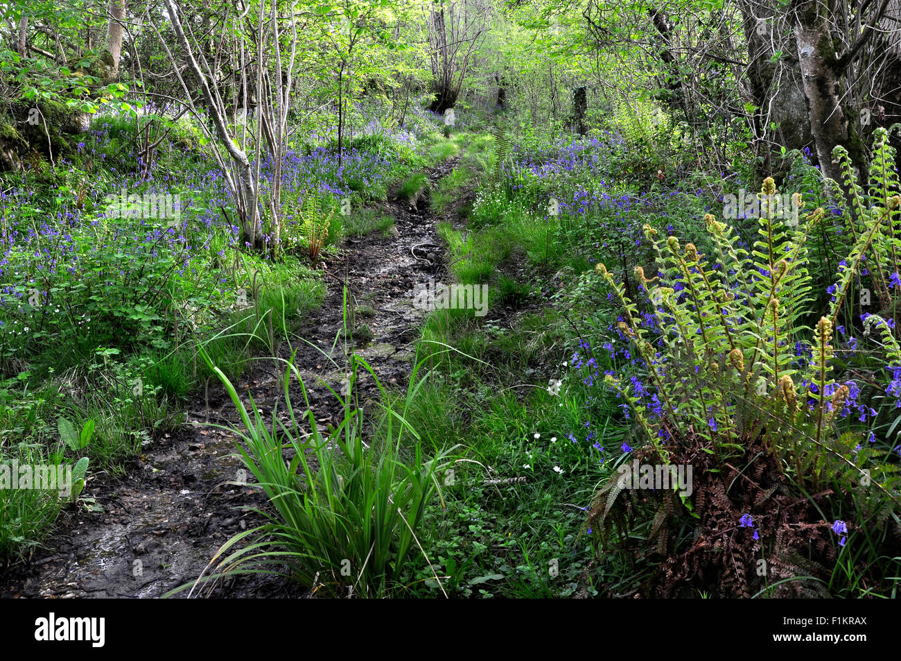 Mount Pleasant Lane, Kingcombe Wiesen DWT Naturschutzgebiet, Dorset Stockfoto