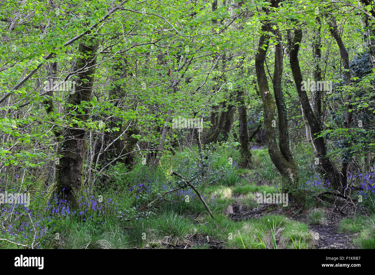 Mount Pleasant Lane, Kingcombe Wiesen DWT Naturschutzgebiet, Dorset Stockfoto