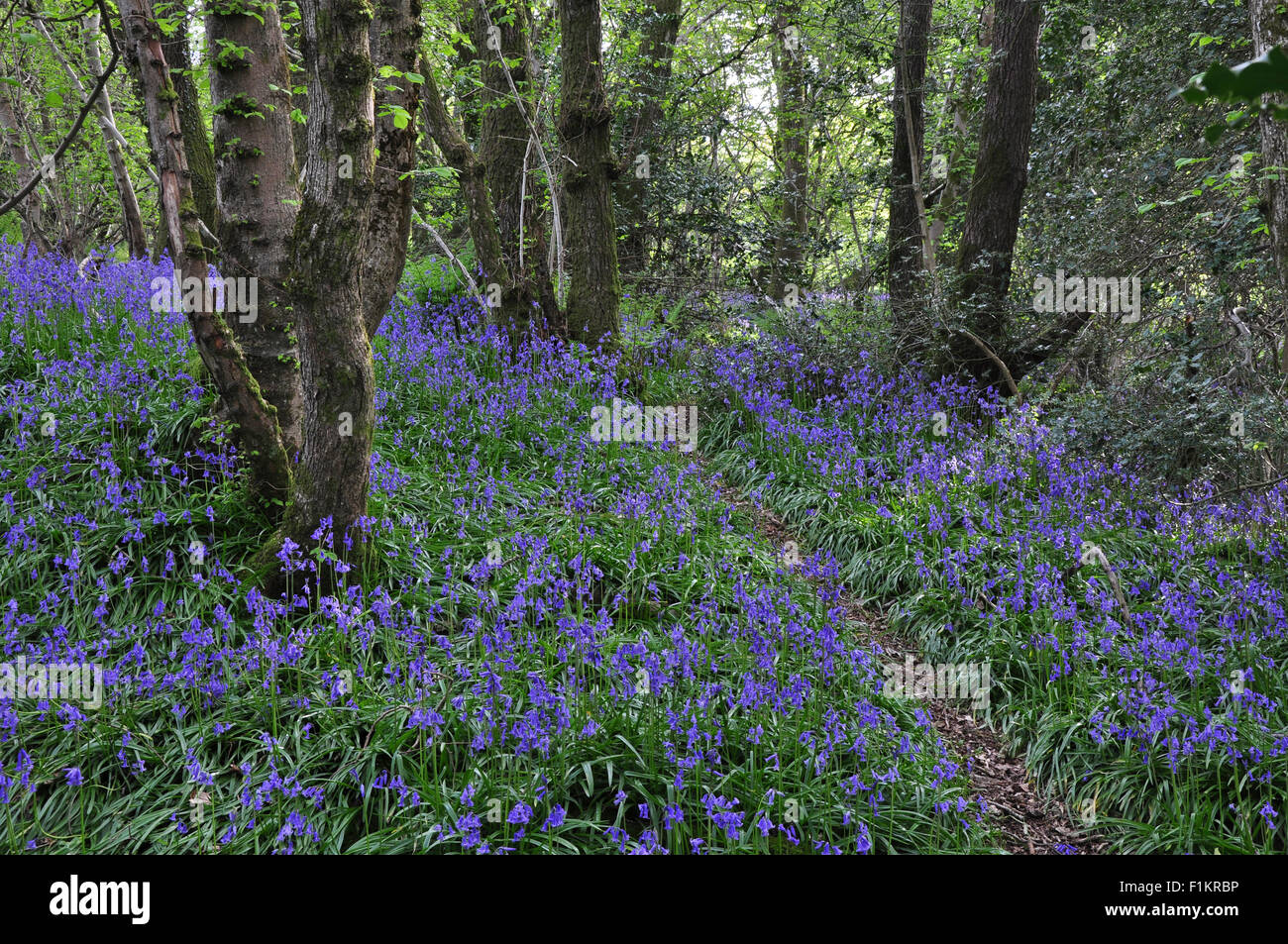 Ein Teppich aus Glockenblumen in einem Waldgebiet Dorset UK Stockfoto