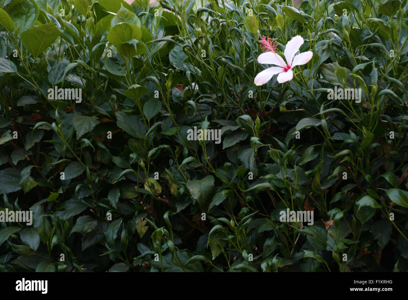 Weiße Hibiscus in einem Feld von Grün Stockfoto