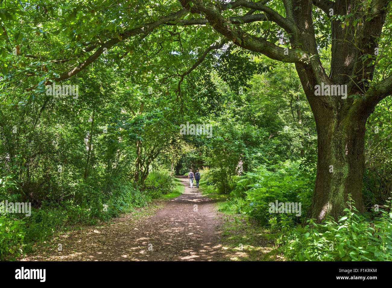 Wanderer auf eine Spur im Sherwood Forest Country Park, in der Nähe von Edwinstowe Nottinghamshire, England, UK Stockfoto