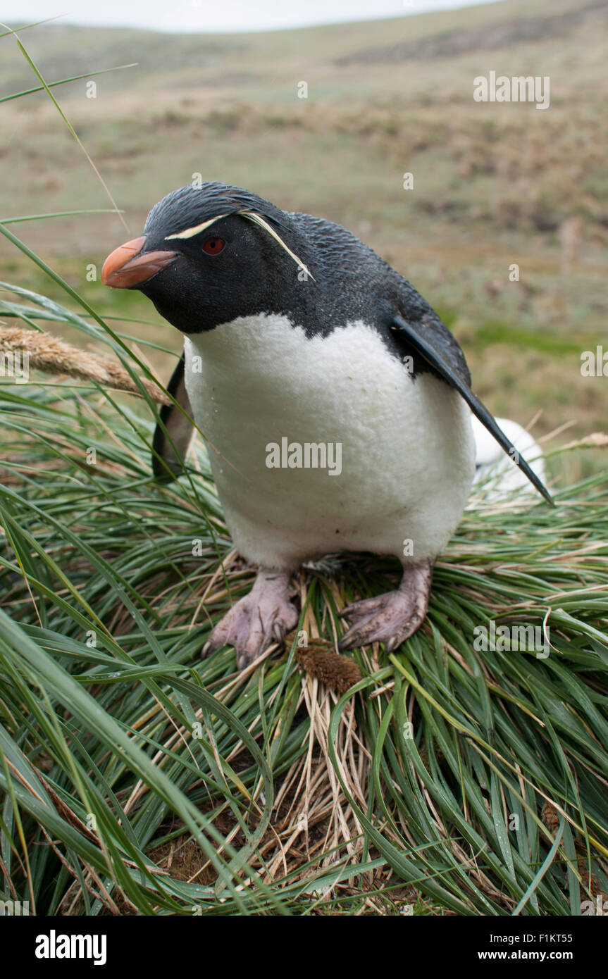 Südlichen Rockhopper Penguins Eudyptes Chrysocome von den Falkland-Inseln Stockfoto
