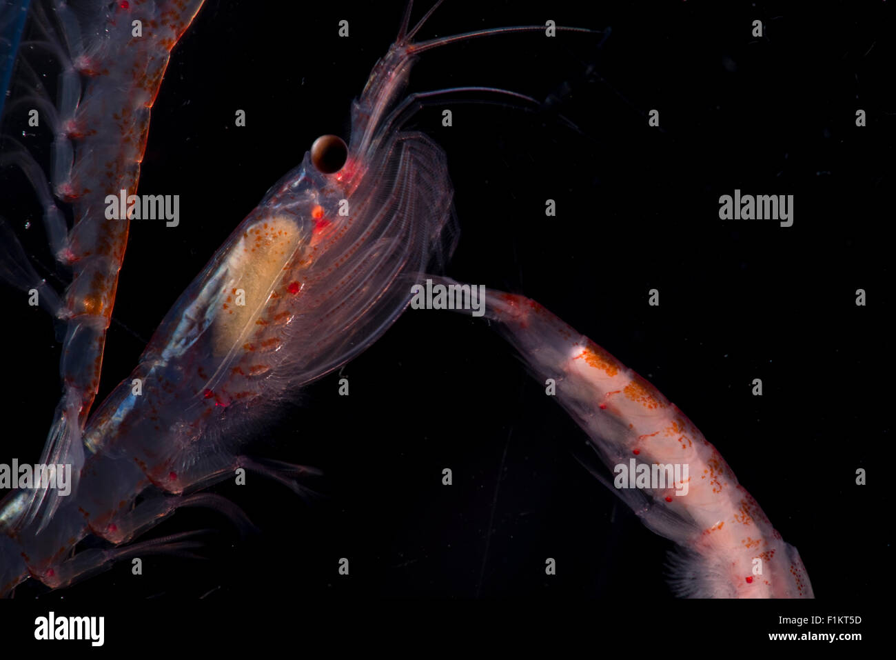 Antarktische Krill Euphausia Superba in der Antarktis Stockfoto