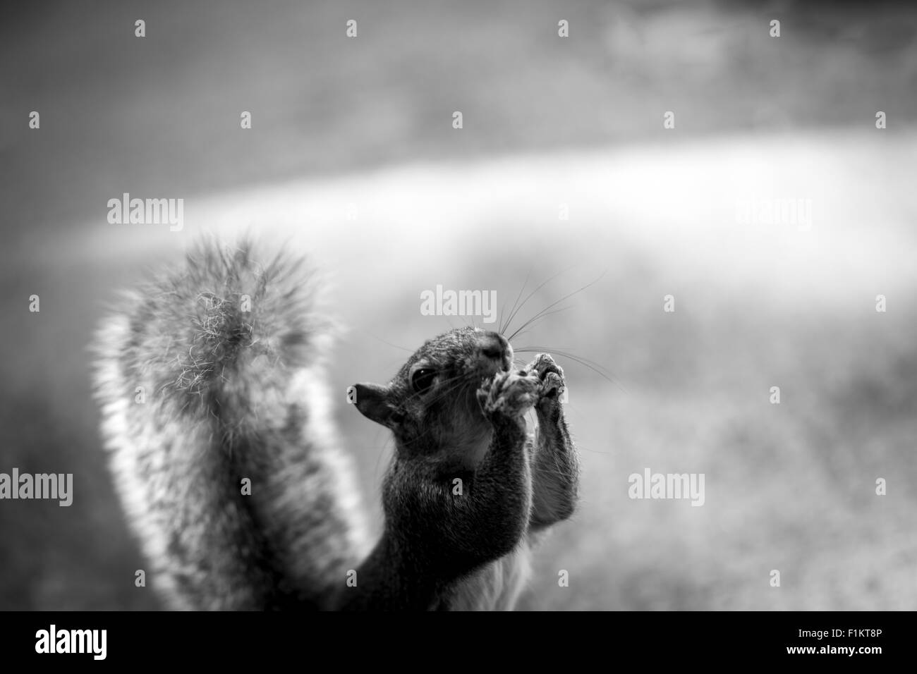 Bild von einem Eichhörnchen Essen eine Nuss Stockfoto