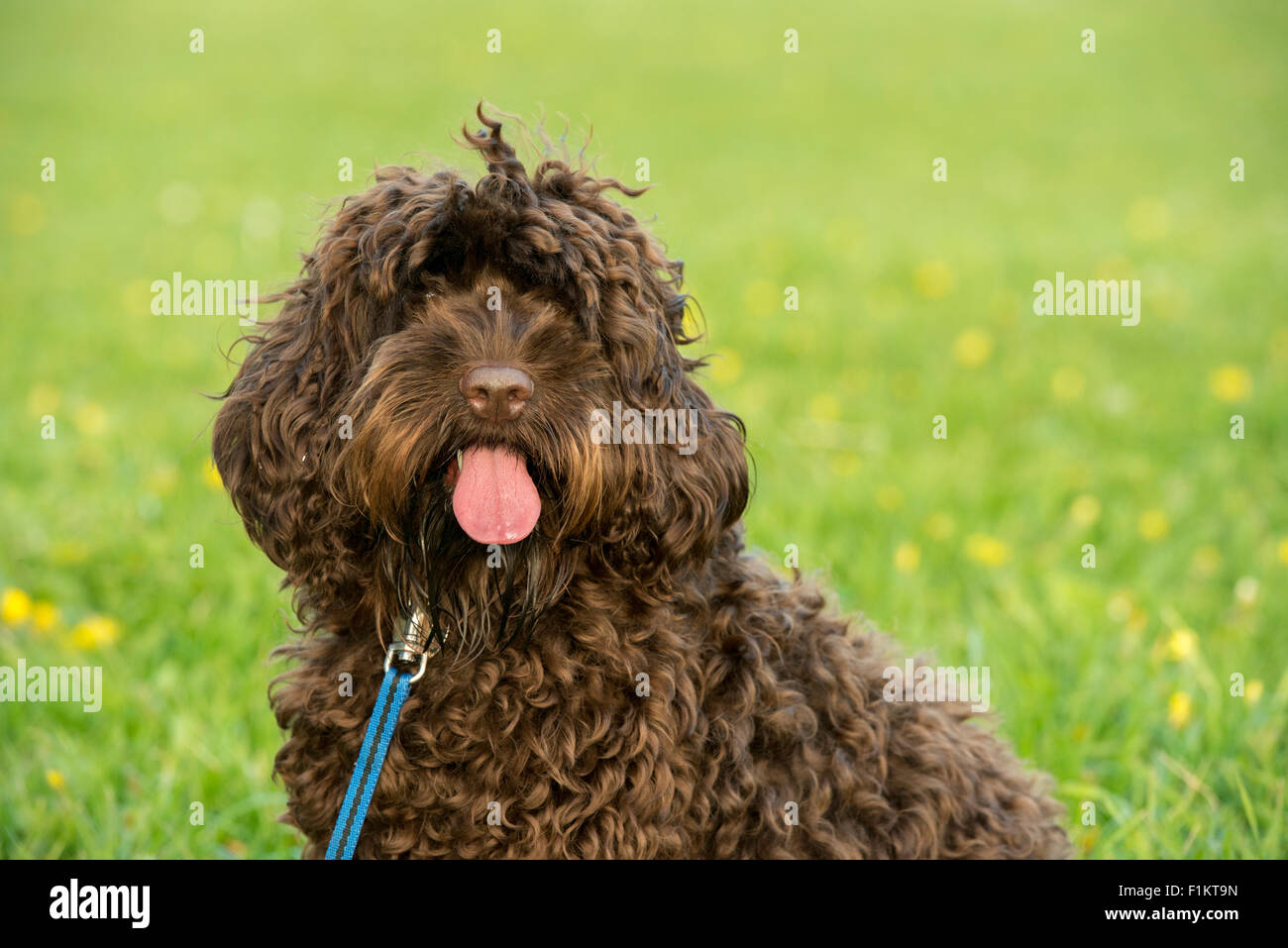 Ein Cocapoo Hund, Vorderansicht closeup Stockfoto