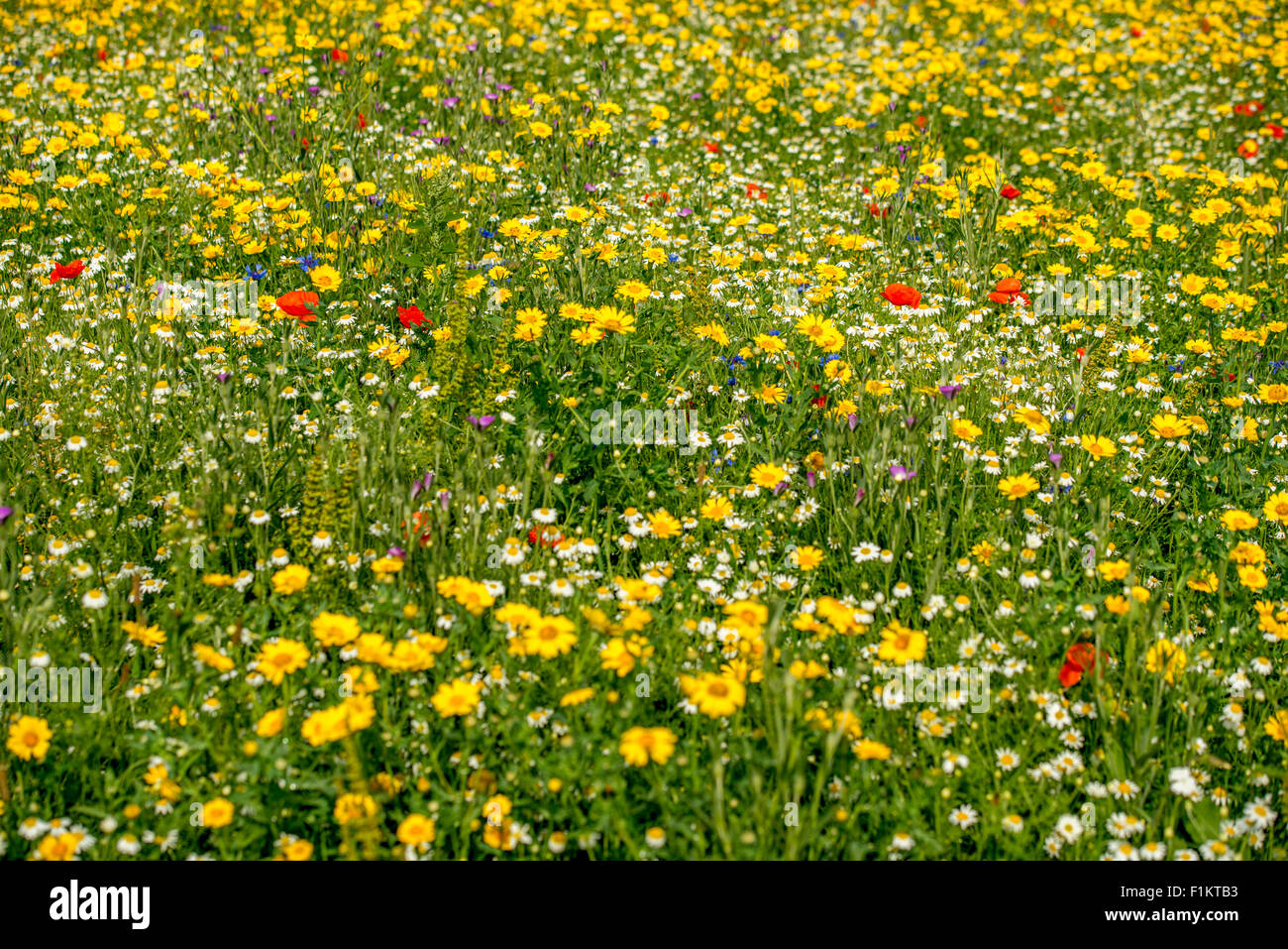 Eine schöne Wildblumenwiese, UK Stockfoto
