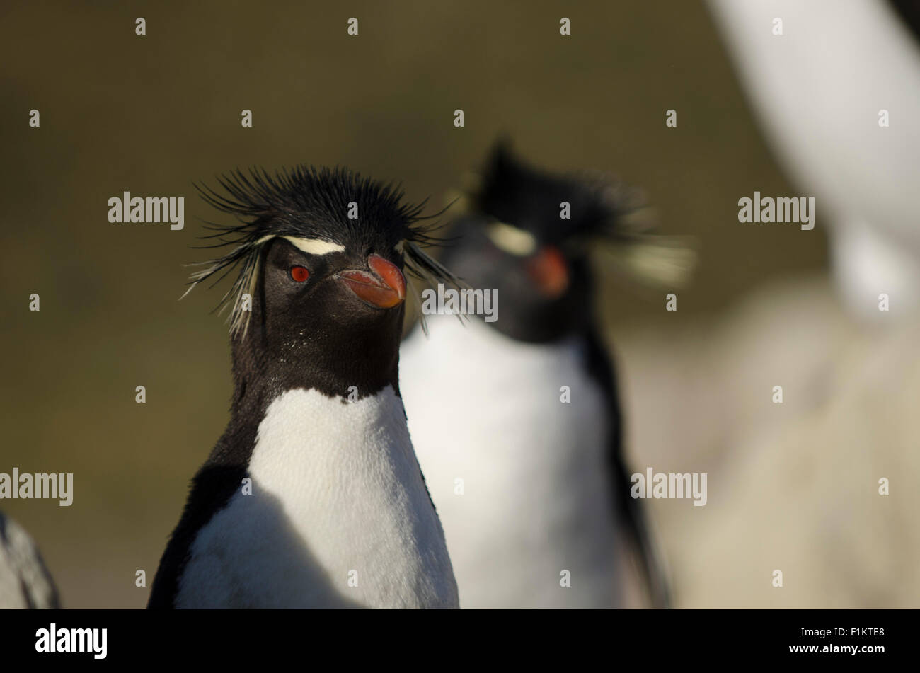 Südlichen Rockhopper Penguins Eudyptes Chrysocome von den Falkland-Inseln Stockfoto