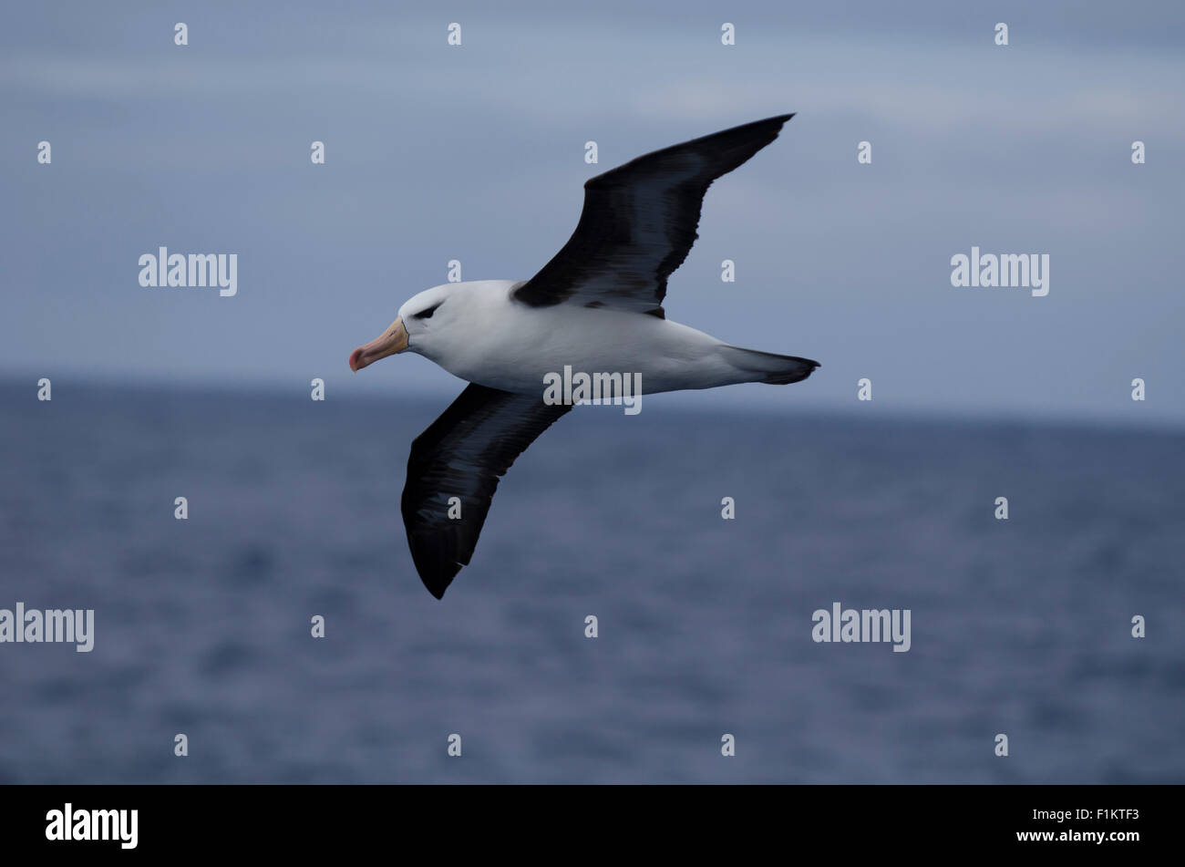 Ein Black-browed Albatros, Thalassarche Melanophris Soarding über die Drake Passage Southen Ozean Antarktis Stockfoto