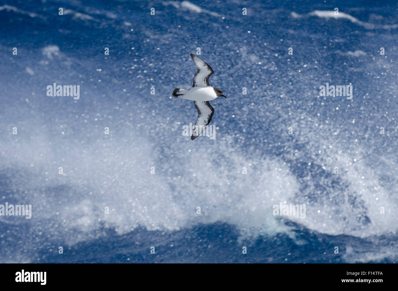 Ein Cape Petrel fliegen inmitten der Wind und die Wellen der Antarktis Drakestraße Stockfoto