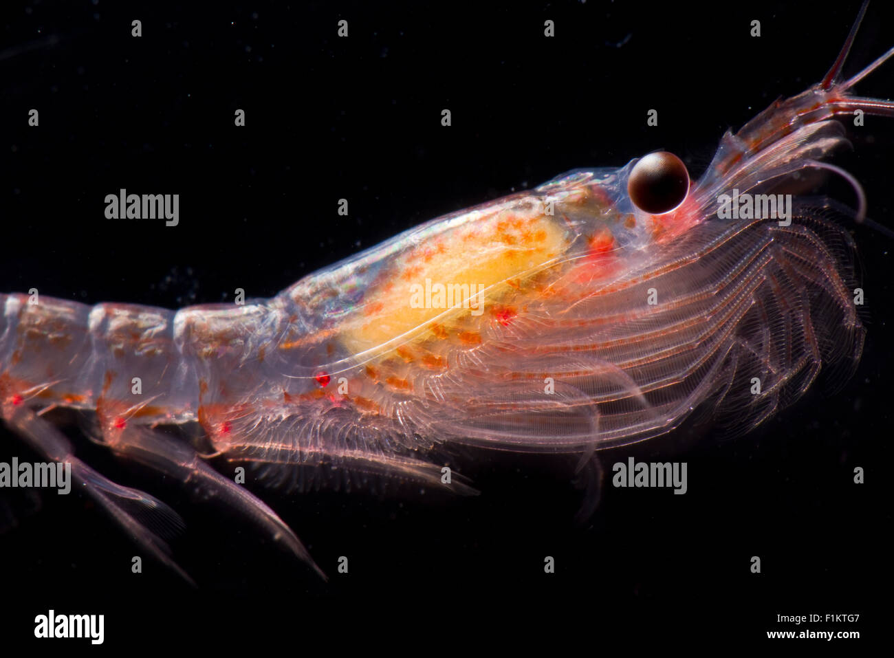 Antarktische Krill Euphausia superba Stockfoto