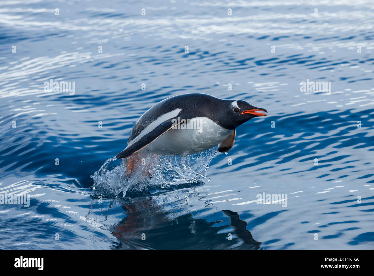 Ein Gentoo Penguin Pygoscelis Papua springt aus dem kalten Wasser in der Antarktis Stockfoto