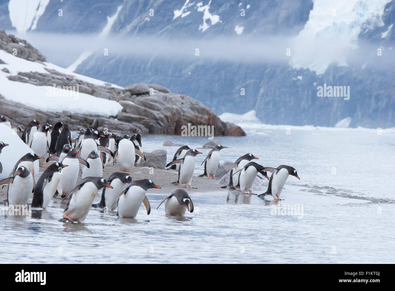Eine Gruppe von Gentoo Penguins Pygoscelis Papua ins Wasser in der antarktischen Halbinsel Stockfoto