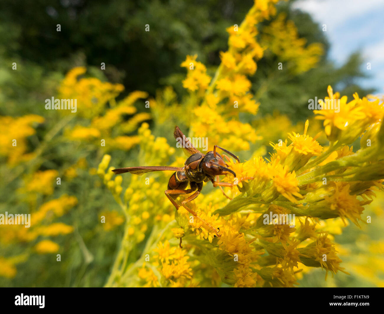 Wespe ernähren sich von Goldrute Blüten. Stockfoto