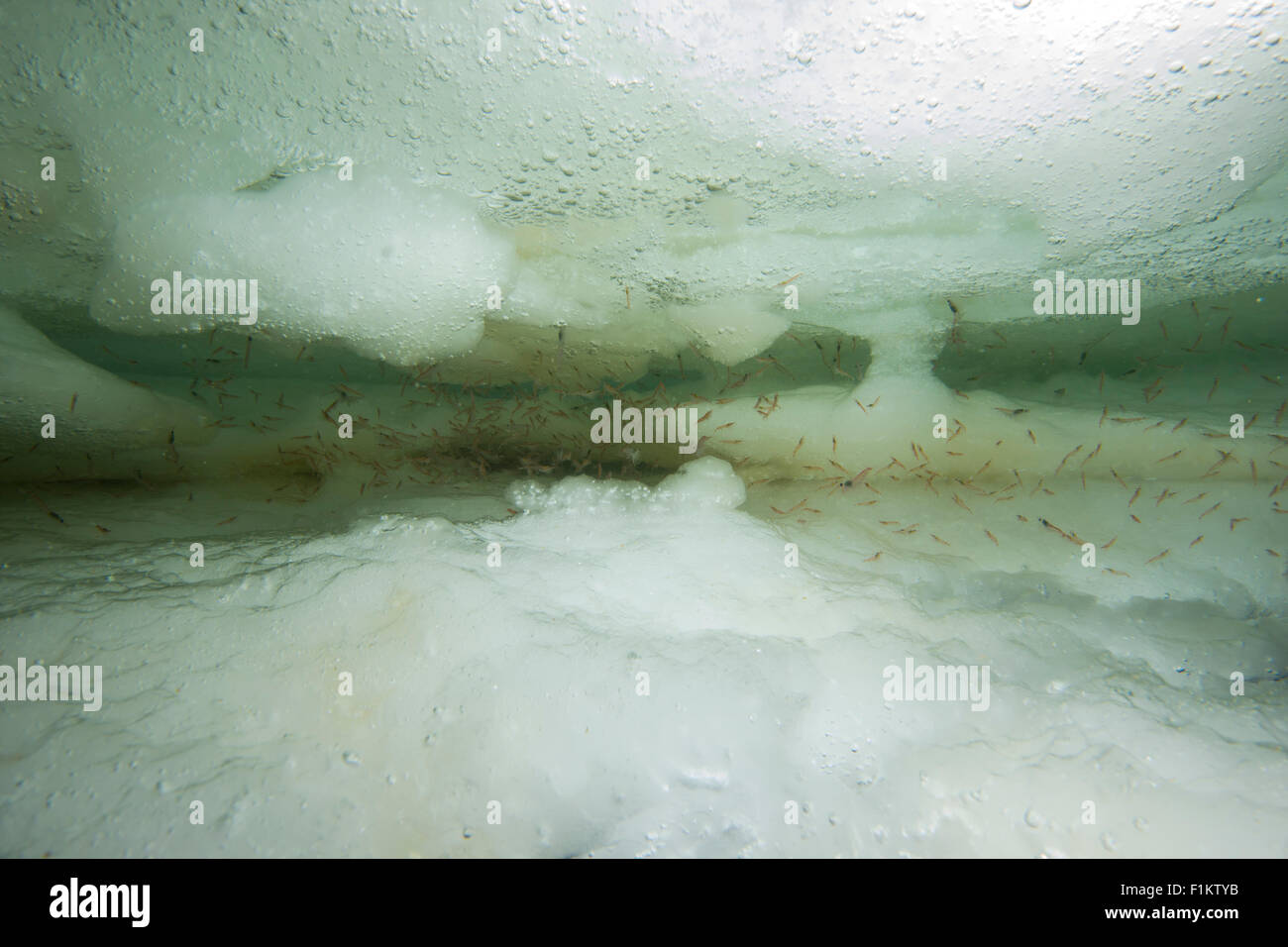 Krill im Eis der Antarktis Stockfoto