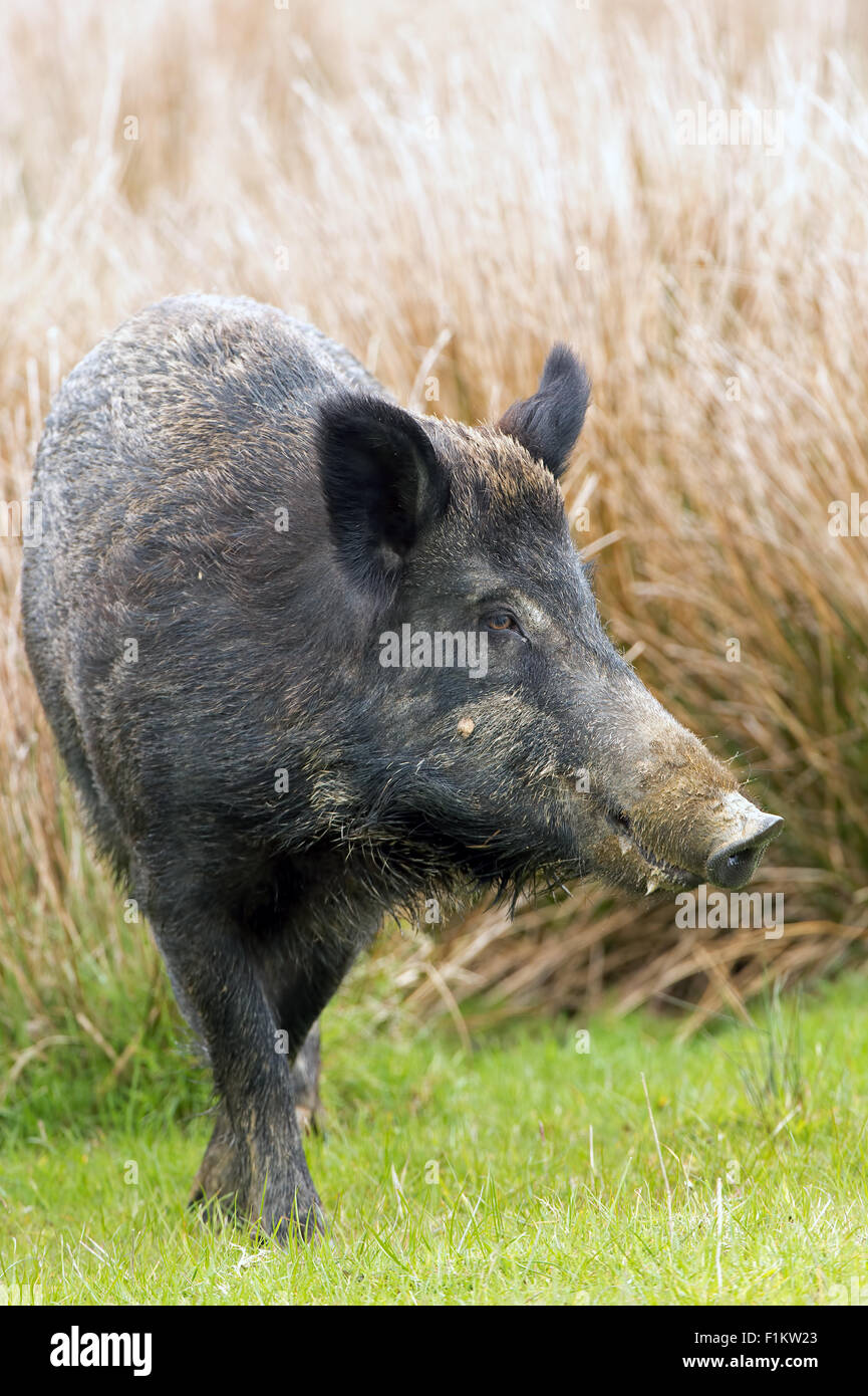 Wildschwein (Sus Scrofa) Stockfoto