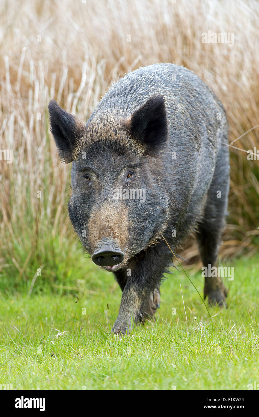 Wildschwein (Sus Scrofa) Stockfoto