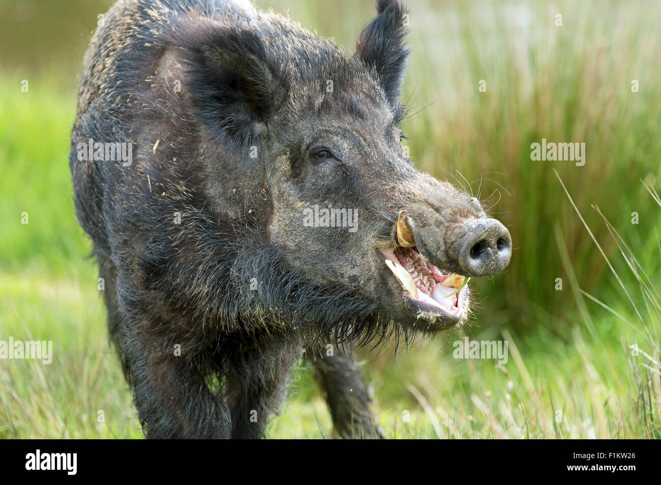 Wildschwein (Sus Scrofa) Stockfoto