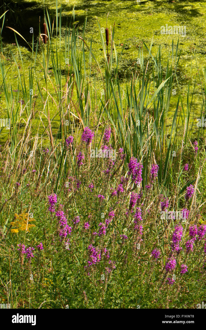 Lila Losestrife wächst in Feuchtgebieten. Stockfoto