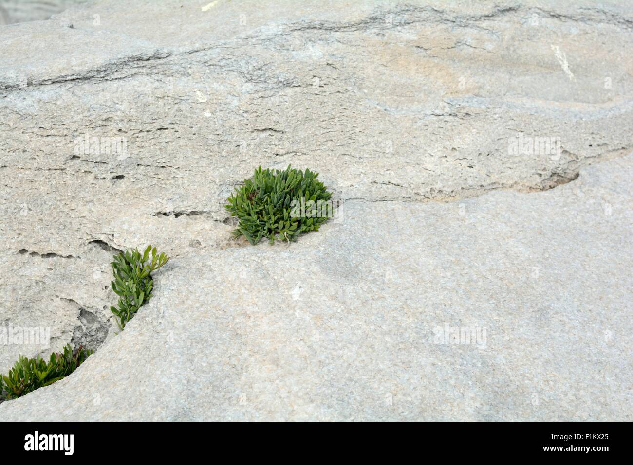 Kleine Pflanzen wachsen in den Ritzen eines weißen Marmor Felsen auf der Insel Thassos in Griechenland Stockfoto